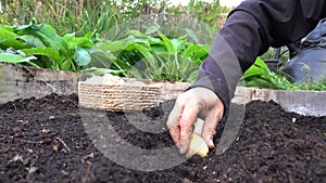 close-up of man's hands planting garlic in the vegetable garden on raised bed. garlic cultivation