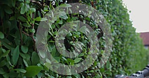 Close up of man trimming hedge with hand electric cutter