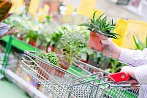 Close up of man or woman hands chooses for buying green plants in pots and putting them in shopping cart or trolley in supermarket
