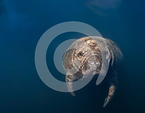 Close-up Manatee Headshot