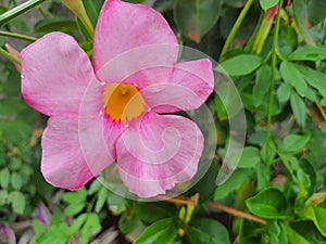 Close-up of the Mandevilla sanderi flower, the Brazilian jasmine, blurred green background.