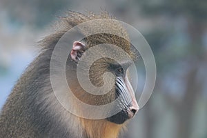 Close up Mandrill Monkey
