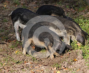 Mangalica pig, Sus scrofa domesticus