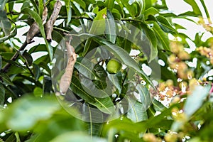 Close up of mango fruit on a mango and flowers on the tree background