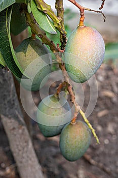 Close up of a mango fruit ripening on tree, an edible fruit produced by the tropical tree Mangifera indica. Believed to be native