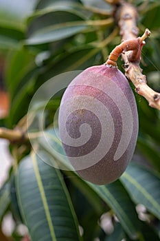 Close up of a mango fruit ripening on tree, an edible fruit produced by the tropical tree Mangifera indica. Believed to be native