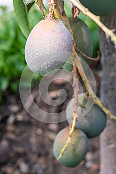 Close up of a mango fruit ripening on tree, an edible fruit produced by the tropical tree Mangifera indica. Believed to be native