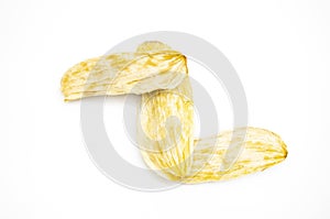 close up, mango seeds isloate on white background