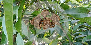 Close up of mangoes on a mango tree