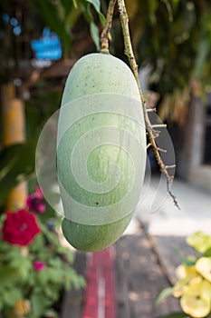 Close up of mangoes on a mango tree