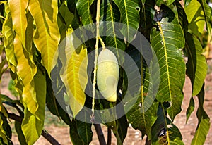 Close up of mangoes on a mango tree