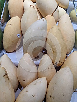 a close up of mangoes at the rack