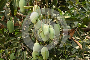 Close up of Mangoes on the tree, Fresh mango fruit. un ripped green mangoes hanging on the branches.