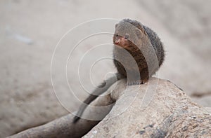 Close up on Mangoose Herpestes on the tree