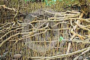 Close up of mangrove roots