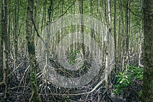 Close up of mangrove roots