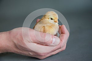 Yellow Baby Chick in Hand