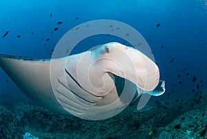 A close up of a manta ray