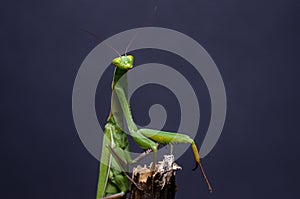 Close-up Mantis religiosa