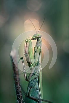 Close-up of Mantis religiosa praying mantis in natural conditions