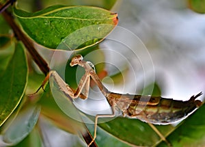 Close up of Mantis Religious
