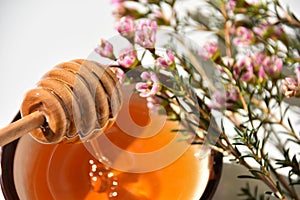 Manuka honey and tree close up