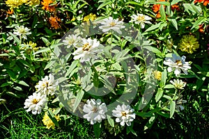 Close up of many beautiful large white zinnia flowers in full bloom on blurred green background, photographed with soft focus in a