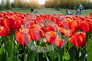 Close-up many beautiful scenic growing red rose tulip flower field against people relax family picnic botanical park
