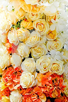 Close up many colorful yellow rose for wedding & flower background.