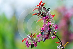 Close up of many decorative red crab-apple flowers in a tree in full bloom in a garden in a sunny spring day, beautiful outdoor