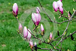 Close up of many delicate white pink magnolia flowers blossoms on tree branches in a garden in a sunny spring day, beautiful outdo