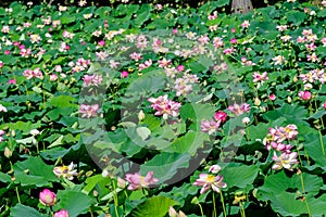 Close up of many delicate white pink water lily flowers Nymphaeaceae in full bloom on a water surface in a summer garden, beauti