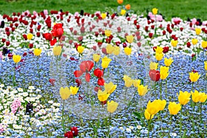 Close up of many delicate yellow and red tulips and small blurred blue forget me not flowers in full bloom in a sunny spring garde