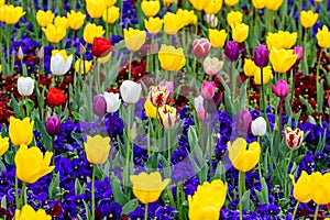 Close up of many delicate yellow and white tulips and small red and blue pansies in full bloom in a sunny spring garden, beautiful