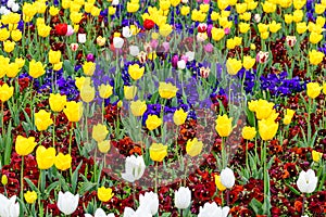 Close up of many delicate yellow and white tulips and small red and blue pansies in full bloom in a sunny spring garden, beautiful