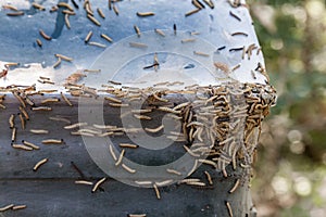 Close-up of many Ermine moths larvae together on a trash can outdoors.