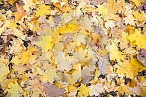 Close up of many fallen yellow leaves covering the ground in autumn park