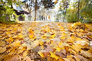 Close up of many fallen yellow leaves covering the ground in autumn park