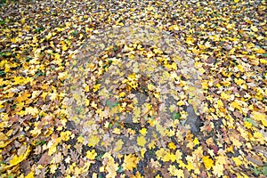 Close up of many fallen yellow leaves covering the ground in autumn park