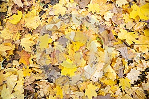 Close up of many fallen yellow leaves covering the ground in autumn park