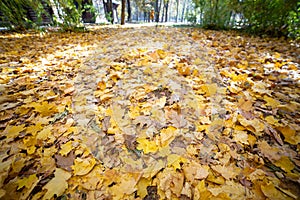 Close up of many fallen yellow leaves covering the ground in autumn park
