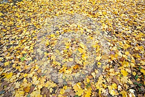 Close up of many fallen yellow leaves covering the ground in autumn park