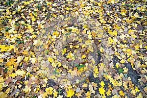 Close up of many fallen yellow leaves covering the ground in autumn park