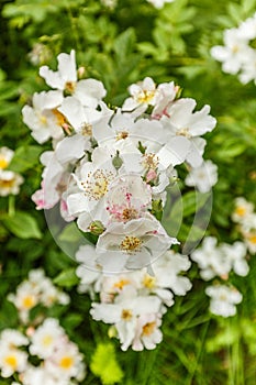 Close up  Many flowered, Rose Rosa multiflora