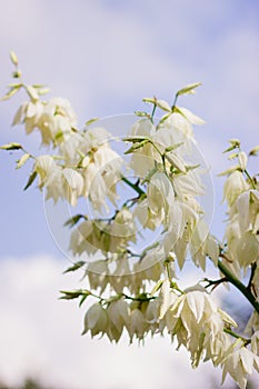 Close up of many flowers of the yucca plant in bloom.