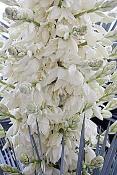 Close up of many flowers of the yucca plant in bloom
