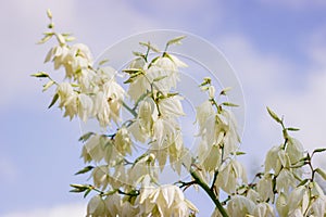 Close up of many flowers of the yucca plant in bloom.