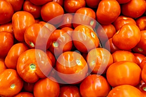 Close up of many fresh red tomatoes big fruit type