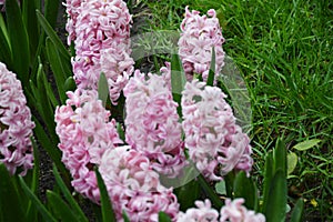 Close-up of many large pink hyacinth flowers. Blooming spring flowers. selective focus