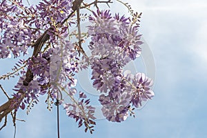 Close up of many light blue Wisteria flowers and large green leaves towards clear blue sky in a garden in a sunny spring day,